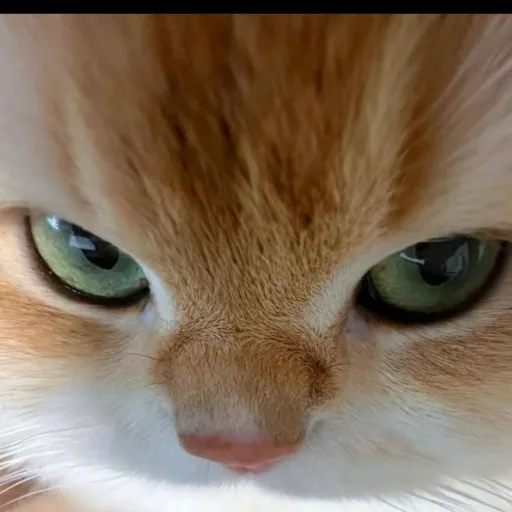 creator sayangkamu123's avatar