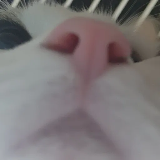 creator kittycat22's avatar