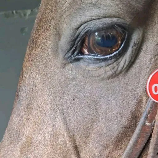 creator myhorseyashhh's avatar