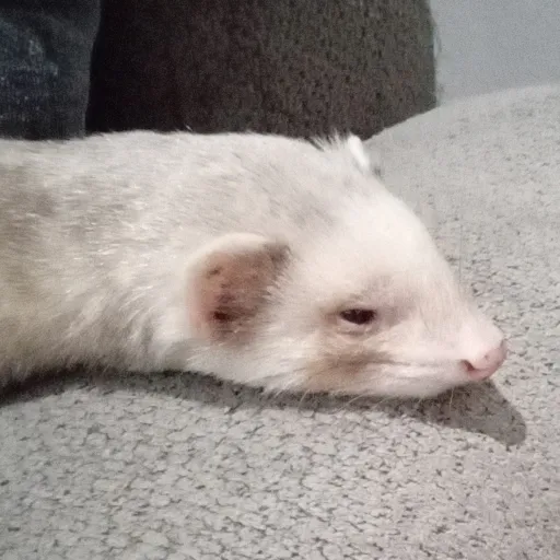 creator jordy the ferret's avatar