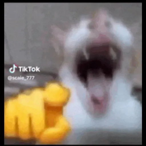 creator meowhhaaaahahaaaa's avatar