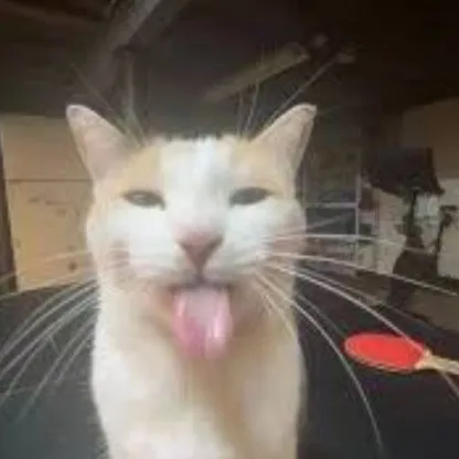 creator ~☆{silly cat}☆~'s avatar