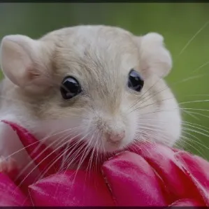 creator Gerbil Master's avatar