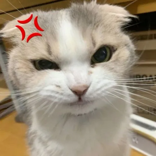 creator Sukuna's wife!🫶🏻's avatar