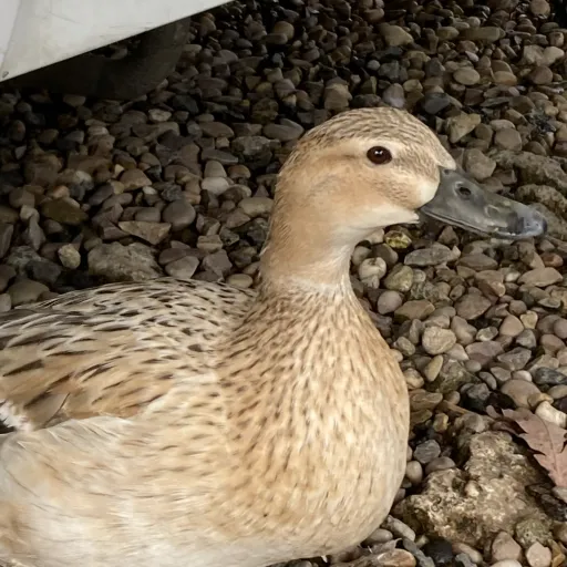 creator RandomDuckHuman's avatar