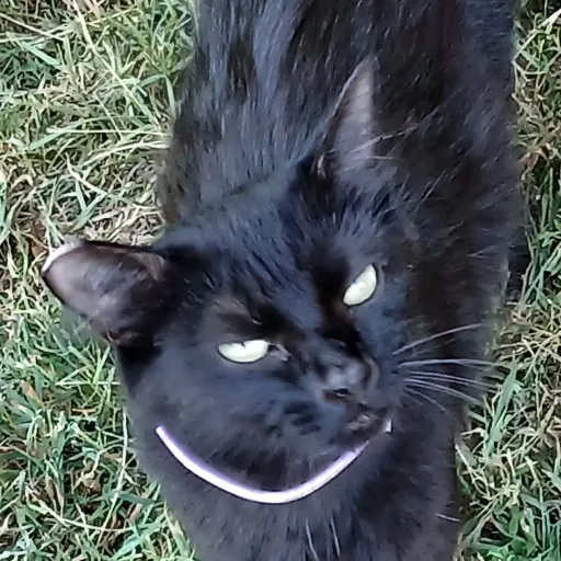 creator kittys/cats's avatar