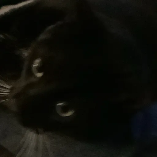 creator Cat-maow's avatar