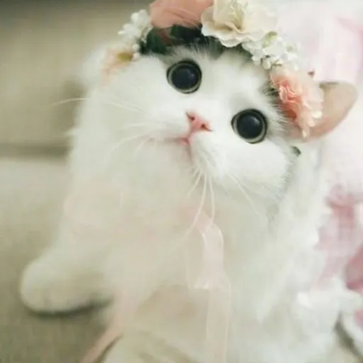 creator i❤️kittens/cats's avatar