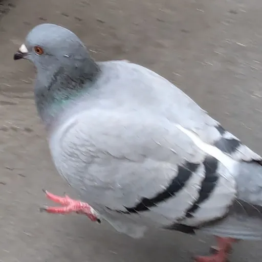 creator Ala bird's avatar