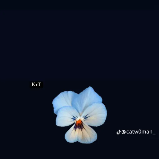creator ꇙ꒐ꍌꂵꆰꌦ꒤ꀘ꒐'s avatar