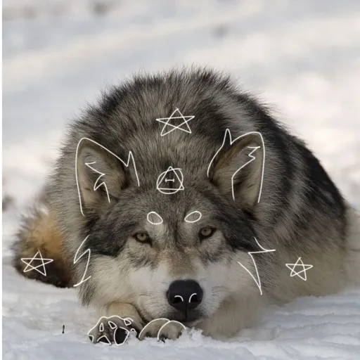 creator Paws_4life's avatar
