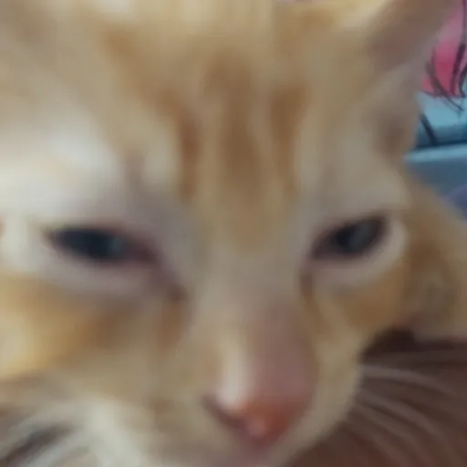 creator orange kitty ❤️'s avatar