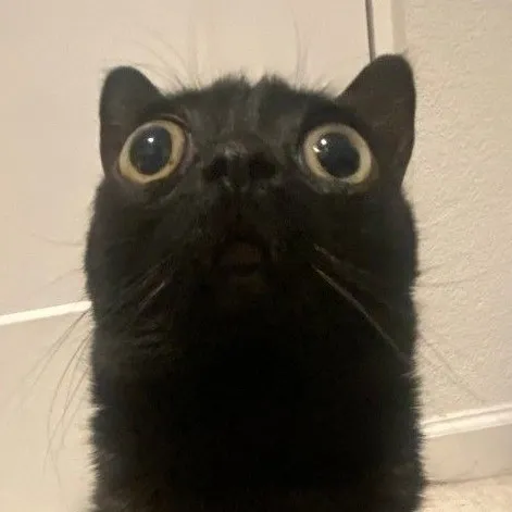 creator BLACKMITTEN's avatar