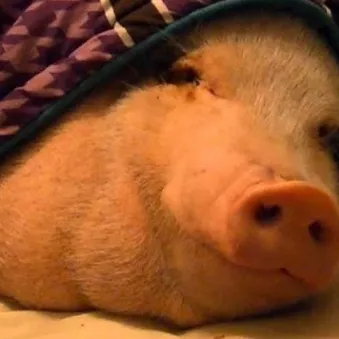 creator Da pig's avatar