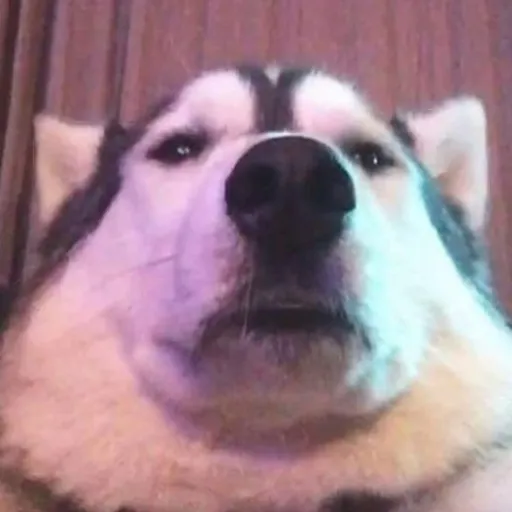 creator •husky•'s avatar