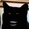 creator the weirdest cat's avatar