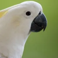 creator cockatoo's avatar