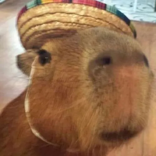 creator Capybara idk's avatar
