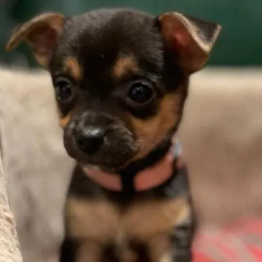 creator best marnie <3's avatar