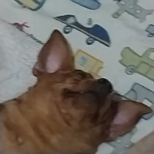 creator cute dog soo tierd's avatar