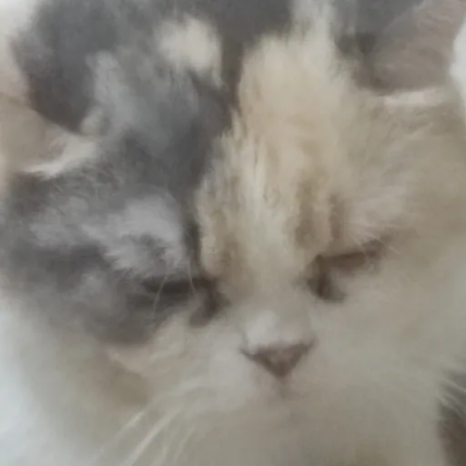 creator catty1234's avatar