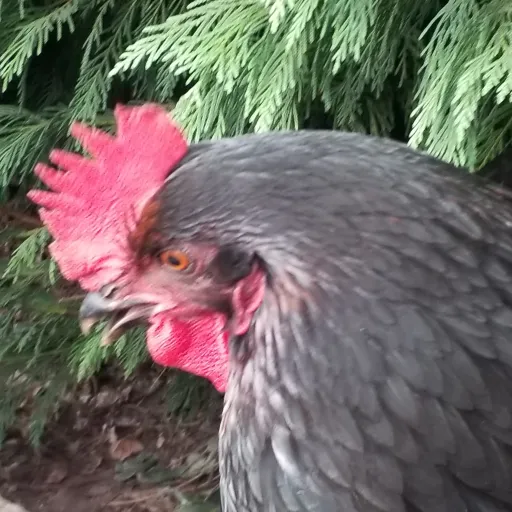creator BLORB🐔🐔🐔's avatar