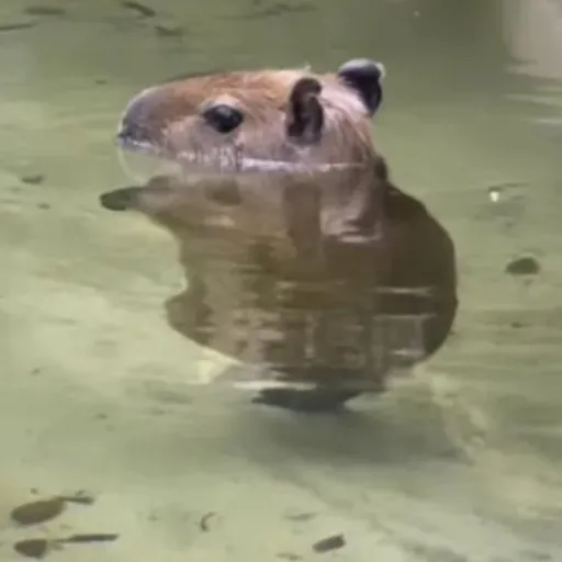 creator ★Capybara♥︎'s avatar