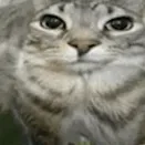 creator Cat on water melon's avatar