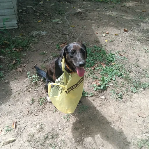 creator thatsjustmybabydog's avatar
