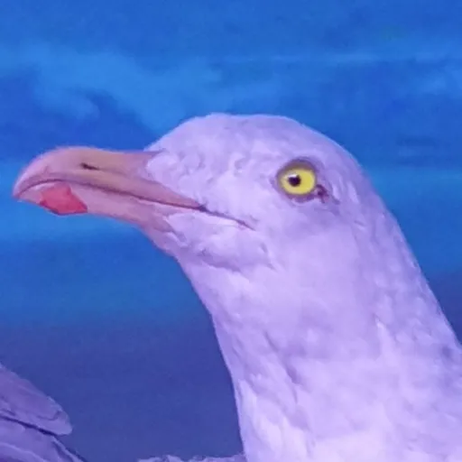 creator DaTalkieGod's avatar
