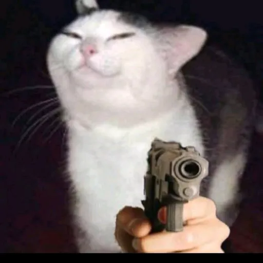 creator Morro 1 4 1's avatar