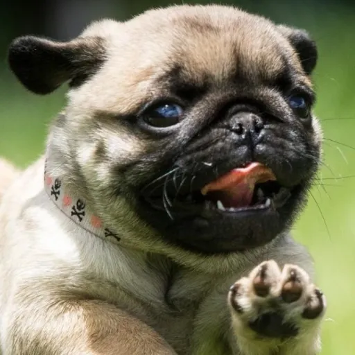 creator SantaCruzPokemon's avatar