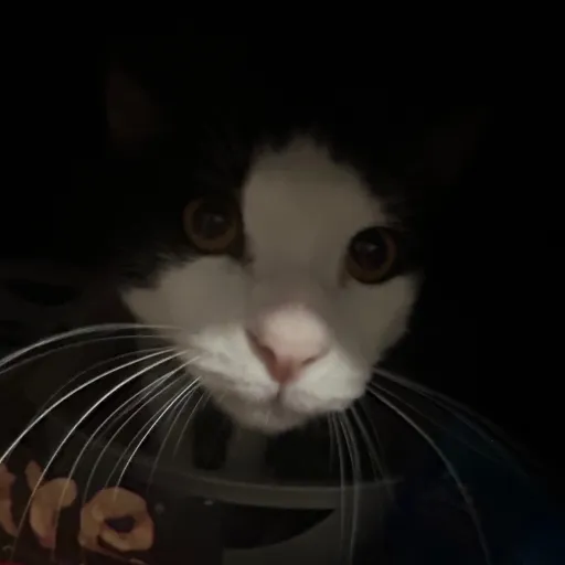 creator Harleyquinncatgirl's avatar