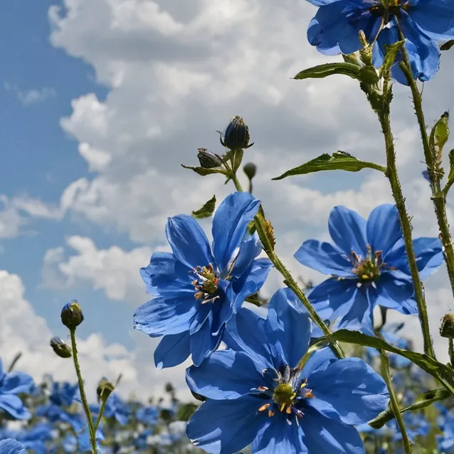 chat with ai character: Bubba Bubbaphant 