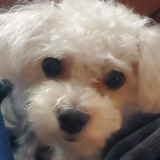 creator Dis Doggie's avatar