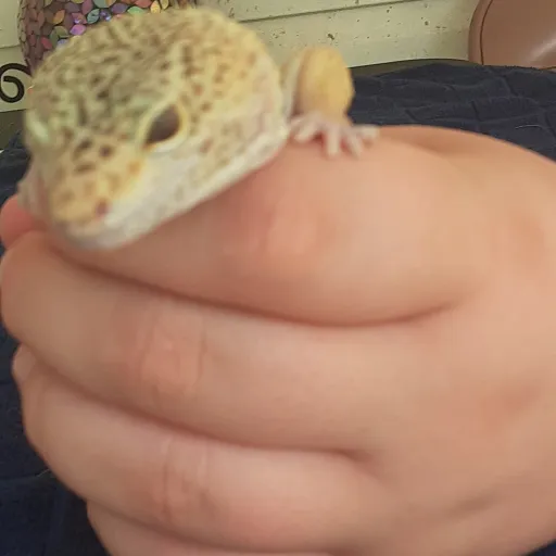 creator myfriend'sgecko's avatar