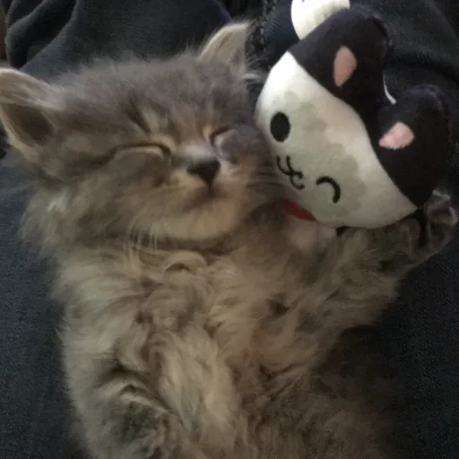 creator ✨🐱catlover🐱✨'s avatar