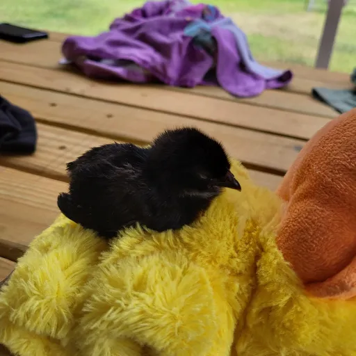creator mrfluffyducky's avatar