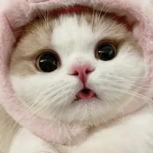 creator .A.cat.person.'s avatar