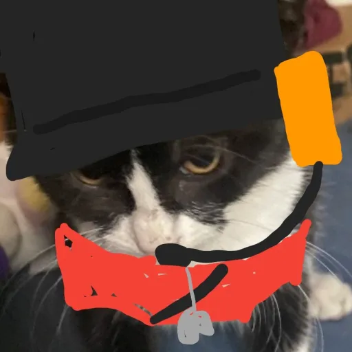 creator scout cat's avatar