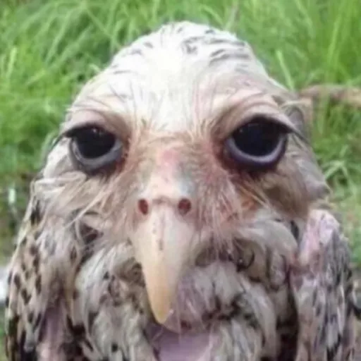 creator jaylerowl's avatar