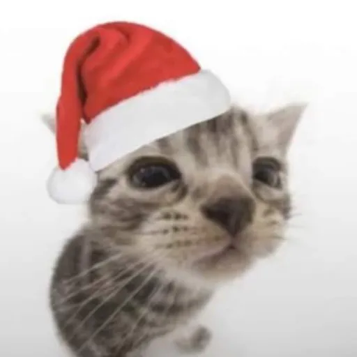 creator Behbeh dodo's avatar