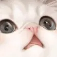 creator CittTKaY⃠'s avatar
