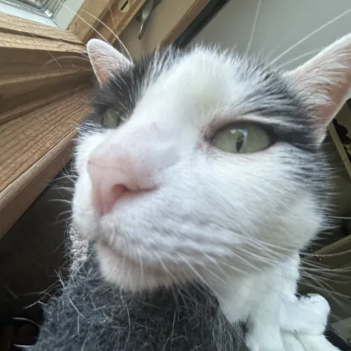 talkie's author avatar