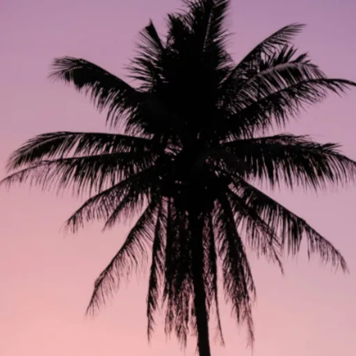 creator Palm tree🌴's avatar