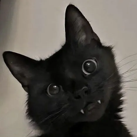 creator 𝓃ℴ𝓉 ℯ𝓁𝓁𝒶🫰💕's avatar