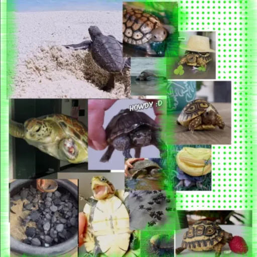 creator I LIKE TURTLES🐢🐢🐢's avatar