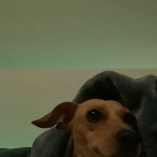 creator A real dog's avatar