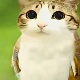 creator Meowl....🜲's avatar