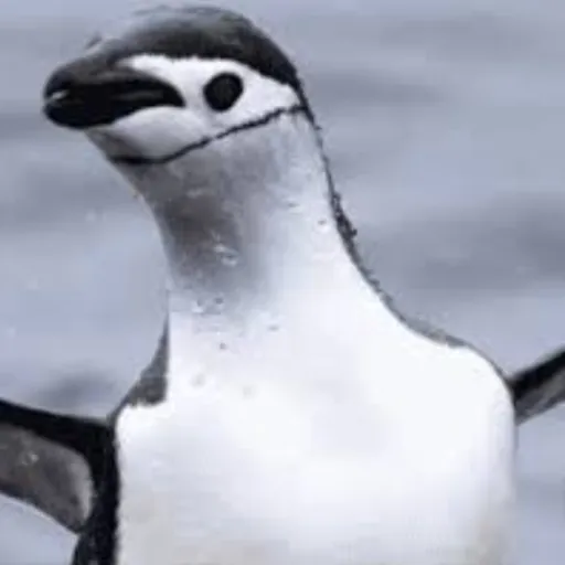 creator just_a_pengu's avatar